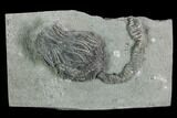 Crinoid (Platycrinites) Fossil - Crawfordsville, Indiana #125913-1